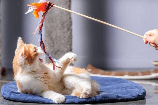 How Online Shopping for Pet Supplies Has Changed in Recent Years