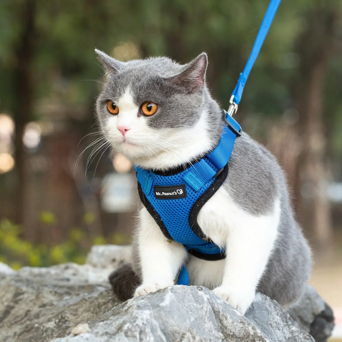 Cat Leashes