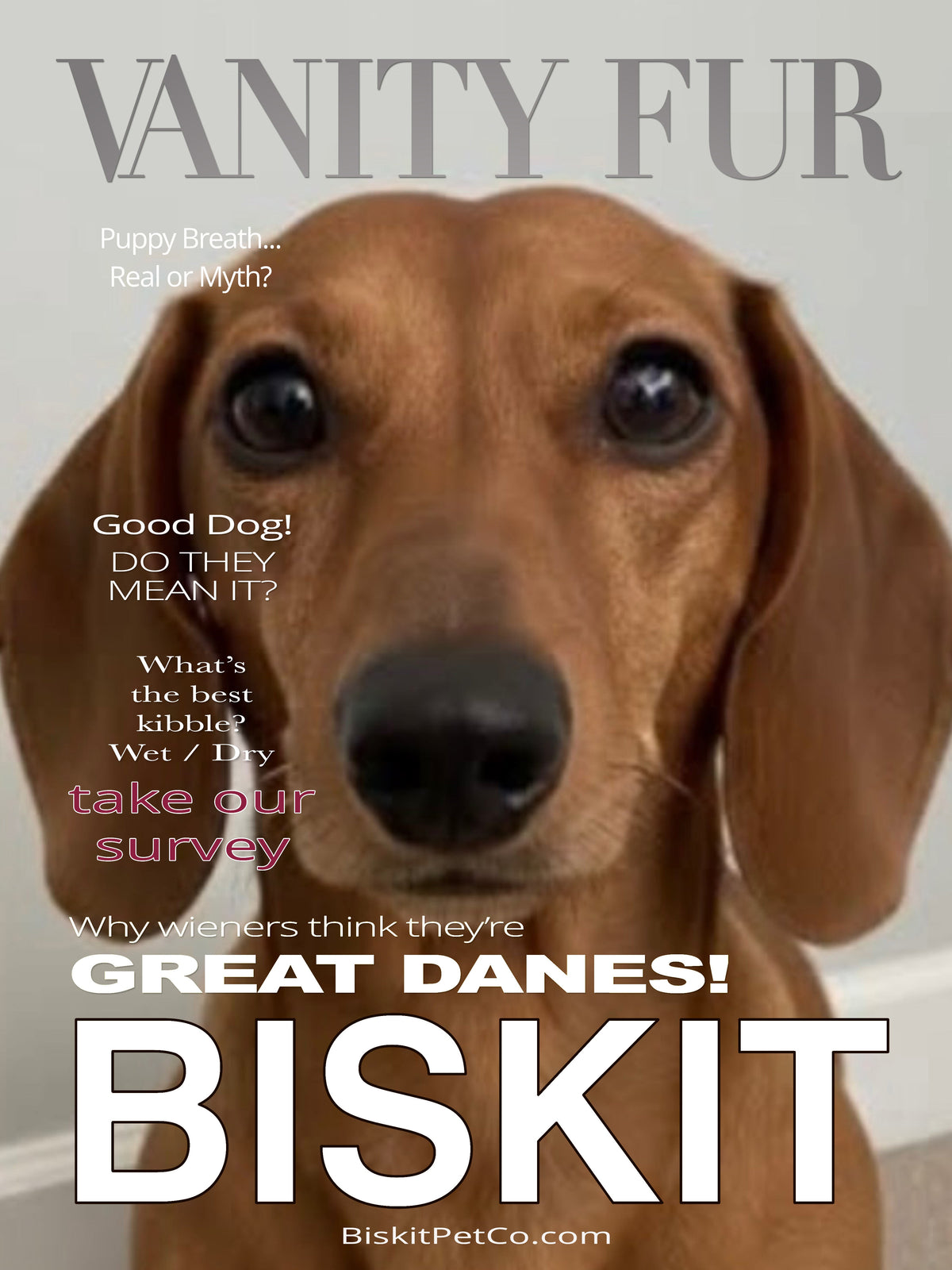 Pet Portraits
