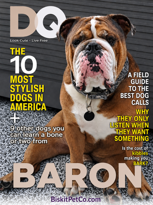 DQ Cover
